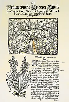 botany, herbs, Asphodelus, woodcut, coloured