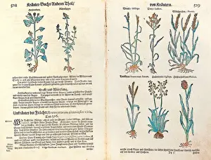 botany, herbs, cornfield weeds, from Kraeuterbuch