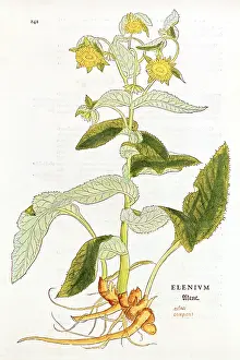 Helenium: botany, herbs, elecampane (Inula helenium), woodcut