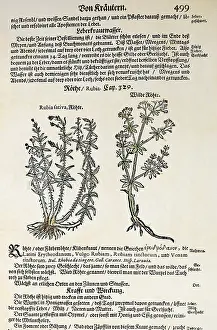 Rubia: botany, herbs, madder (Rubia sativa) and common