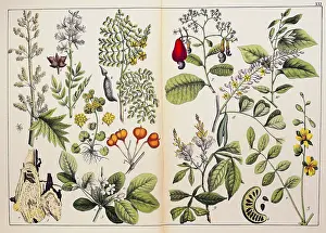 Rhubarb: botany, herbs, plants, 1st order, 9th / 10th