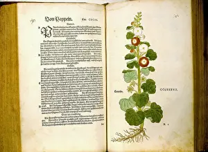 Hollyhocks: botany, herbs, Populus and hollyhocks (Alcea)