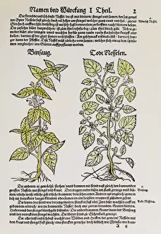 Nigra: botany, herbs, red deadnettle (Lamium purpureum)
