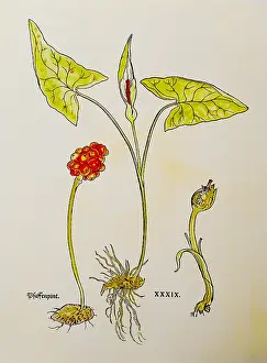 Maculatum: botany, herbs, wild arum (Arum maculatum), from