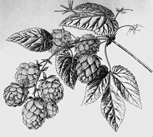 Humulus: botany, hops (Humulus lupulus), stick with blossom