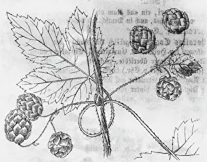 Humulus: botany, hops (Humulus lupulus), stick, leave