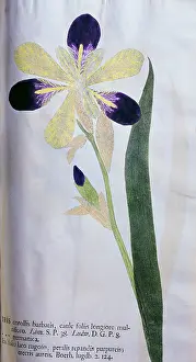 Botanica: botany, iris, Iris corollis barbatis, leaf, blossom