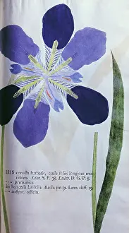 Botanica: botany, iris, Iris corollis barbatis, leaf, blossom