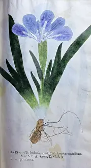 Leafs: botany, iris, Iris corollis barbatis, plant