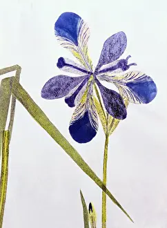 Palustris: botany, iris, Iris palustris, leaf, blossom