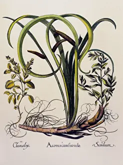 Myrtle: botany, marsh plants, Acorus, common sweet flag
