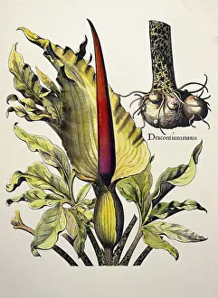 Hortus: botany, marsh plants, Calla, bog arum (Calla
