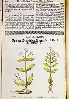 Araliaceae: botany, medicinal plants, ginseng (Panax ginseng)