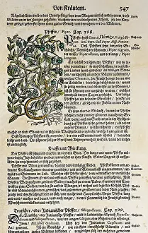 Spices: botany, spices, black pepper (Piper nigrum)