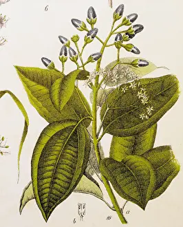 Cinnamon: botany, spices, cinnamon (Cinnamomum), colour