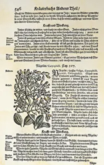 Eugenia: botany, spices, clove (Eugenia caryophyllata)