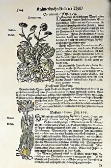 Spices: botany, spices, Doronicum, saffron (Crocus)