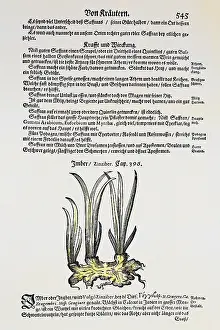 Spices: botany, spices, ginger (Zingiber officinalis)