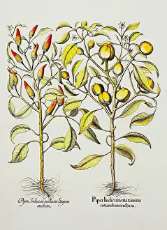 Eichstatt: botany, spices, Piper Indicum maximum, copper