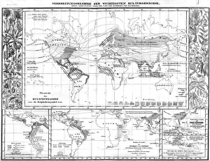 Vanilla: botany, spread of the most important economic