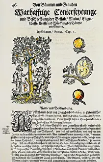 Revised: botany, trees, apple (Malus), woodcut, coloured