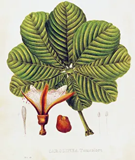 Chestnuts: botany, trees, Carolinea Tomentosa, lithograph