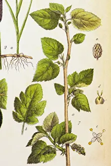 Morus: botany, trees, mulberries (Morus), white mulberry