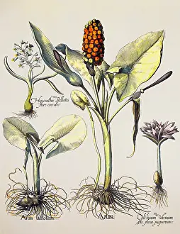 Hortus: botany, vegetable, Arum, copper engraving, coloured