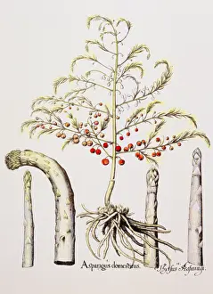Asparagus: botany, vegetable, Asparagus, copper engraving