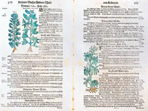 Lupin: botany, vegetable, bean and lupin (Lupinus)