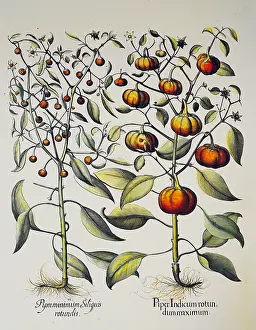 Hortus: botany, vegetable, Capsicum annuum, copper engraving
