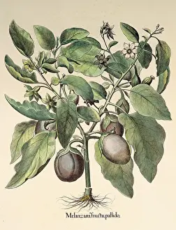 Hortus: botany, vegetable, eggplant (Solanum melongena)