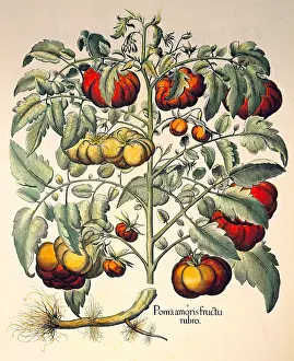 Poma: botany, vegetable, tomato (Solanum lycopersicum)