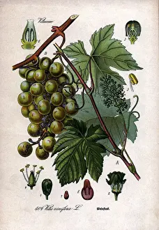 Vitis: botany, vine, Common Grape Vine (Vitis vinifera)