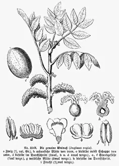 Regia: botany, walnut tree (Juglans), Persian Walnut