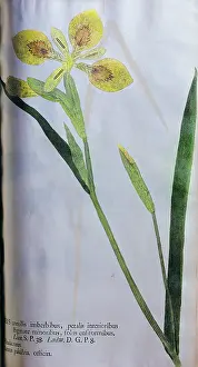 Leafs: botany, yellow iris, Iris corollis imberbibus