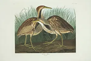 Pelecaniformes: Botaurus lentiginosus, American bittern