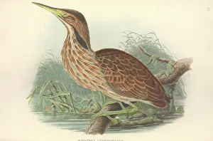 Pelecaniformes: Botaurus lentiginosus, American bittern