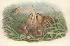 Booming: Botaurus stellaris, Eurasian bittern