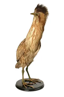 Tring: Botaurus stellaris, great bittern