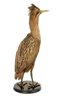 Tring: Botaurus stellaris, great bittern