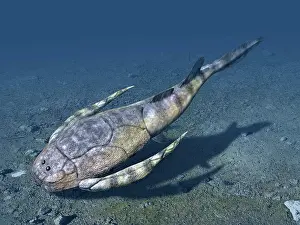 Silurian: Bothriolepis is an extinct placoderm from the Late Devonian