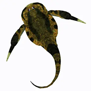 Detritivore: Bothriolepis fish on white background