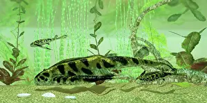 Detritivore: Bothriolepis, a freshwater bottom feeder from the Devonian ?