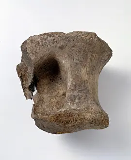 Kimmeridgian: Bothriospondylus madagascariensis