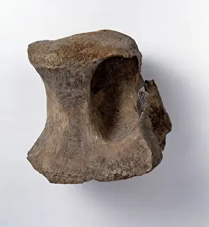 Kimmeridgian: Bothriospondylus madagascariensis
