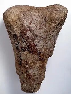 Kimmeridgian: Bothriospondylus madagascariensis