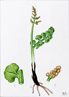 Lunaria: Botrychium lunaria