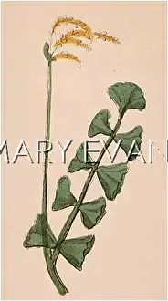 Lunaria: BOTRYCHIUM LUNARIA