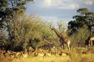 Veld: Botswana, edge of Okanvango Delta: Bush veld and wild